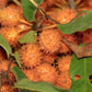 Hairy Brown Uvaria Fruit Plant (Uvaria Hirsuta Jack )