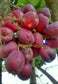 Jambu Bira Fruit Plant (Syzygium Sp)