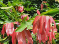 Gab Fruit Plant (Diospyros malabarica) – veliyathgardens