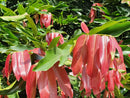 Gab Fruit Plant (Diospyros malabarica) – veliyathgardens