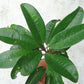Guapeva Fruit Plant (Pouteria venosa)