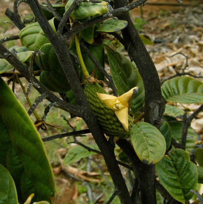 Guanabana Fruit plant (Annona conica)