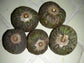 poshe-te Fruit plant (Annona scleroderma)