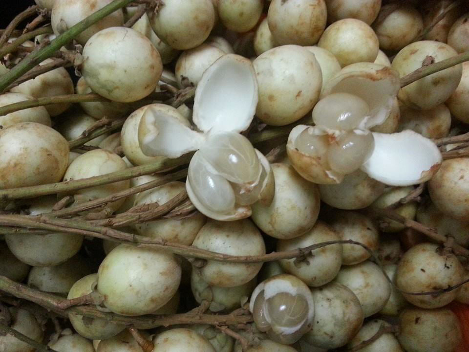 White Rambai Fruit Plants (Baccaurea Motleyana)