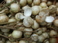 White Rambai Fruit Plants (Baccaurea Motleyana)