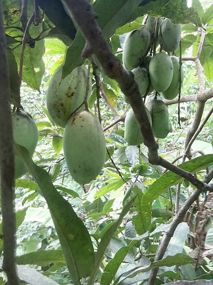 Kolomb Mango Live Plants