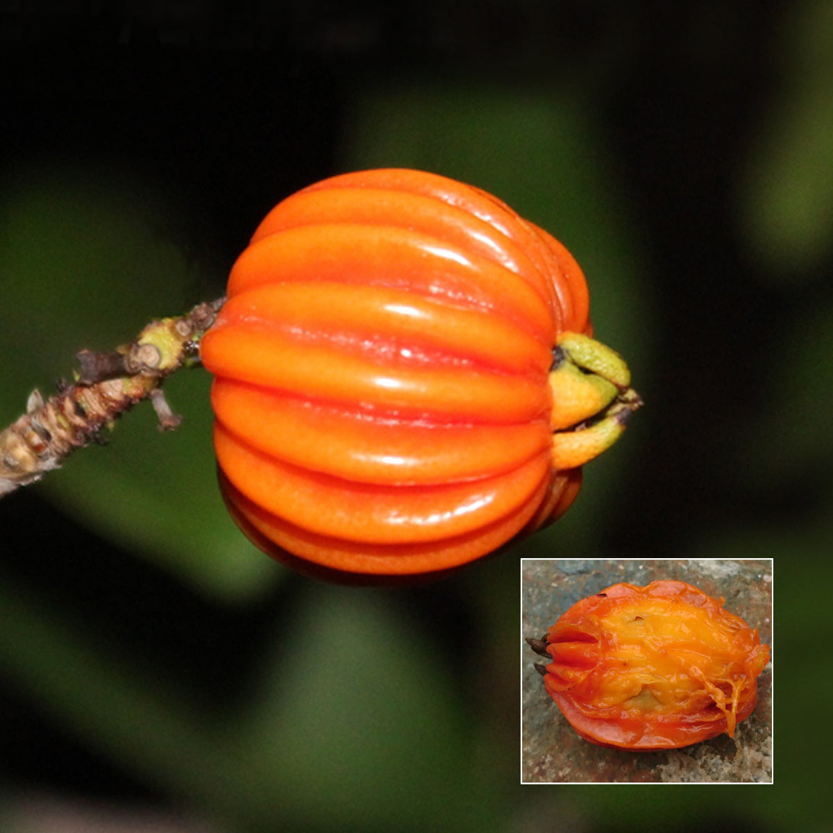 Araca Piranga Fruit Plant (Eugenia Multicostata)