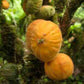 Dwarf Mulchi Fruit Plant (Plinia salticola)