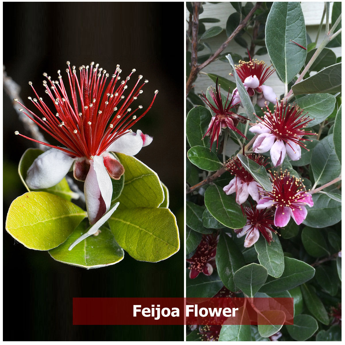 Feijoa Fruit Plant (Acca sellowiana)