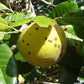 Pouteria macrocarpa Fruit Plant (Pouteria macrocarpa)