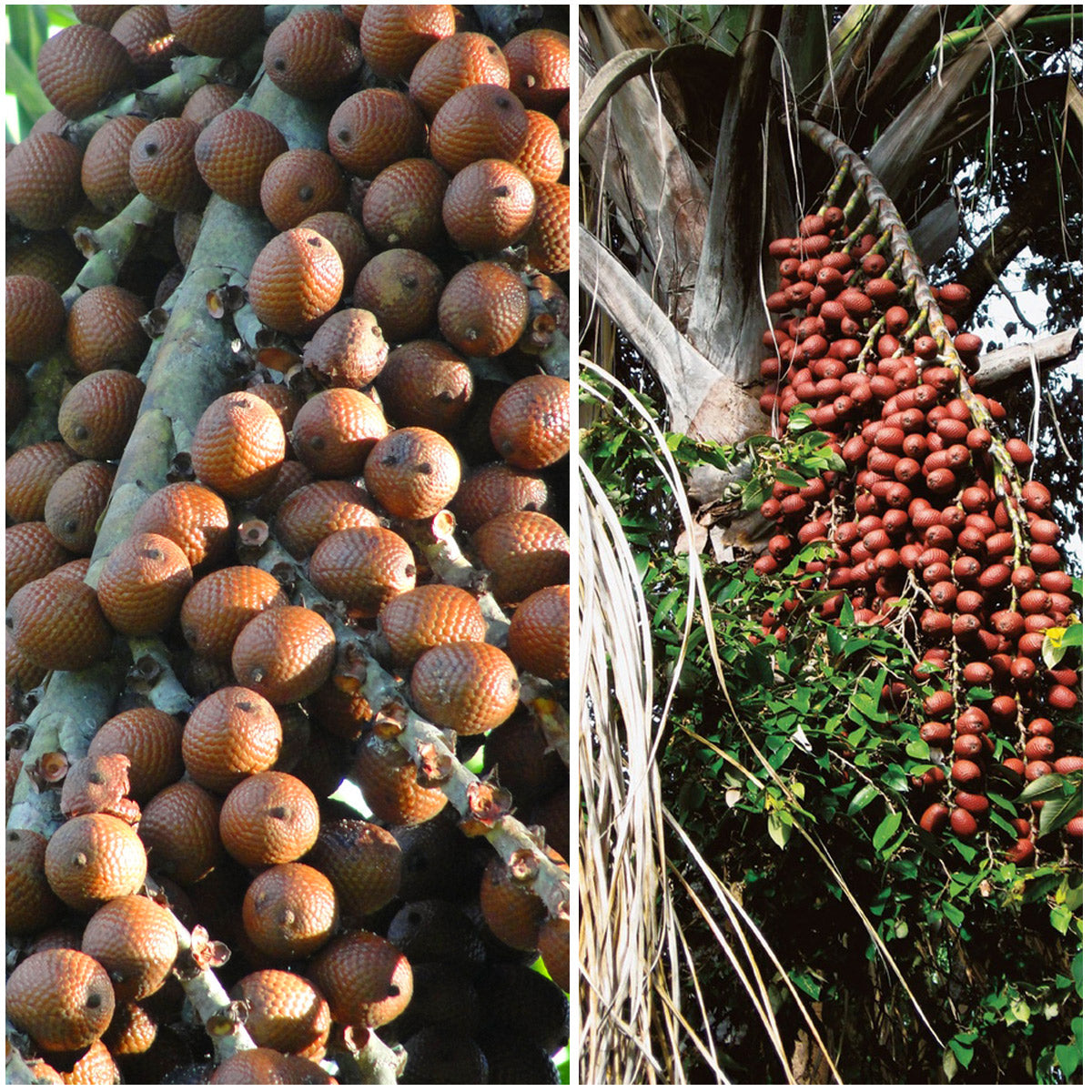 Aguaje Fruit Plant (Mauritia flexuosa)