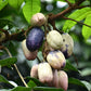 Safou Fruit Plant (Dacryodes Edulis)