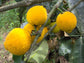 Madrono Fruit Plants (Garcinia Madruno)