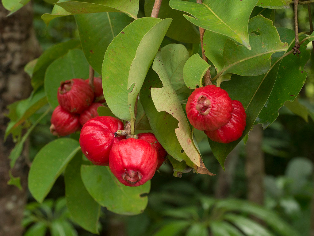 Bush Apple Live Plant (Syzygium suborbiculare)