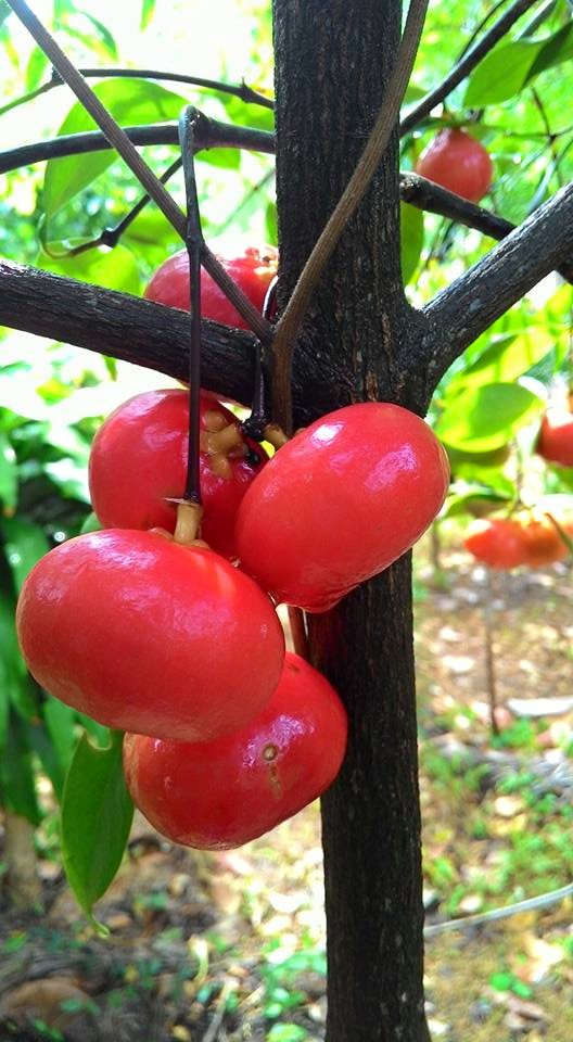 Lanceleaf Garcinia Live Plant (Garcinia gracilis) – veliyathgardens