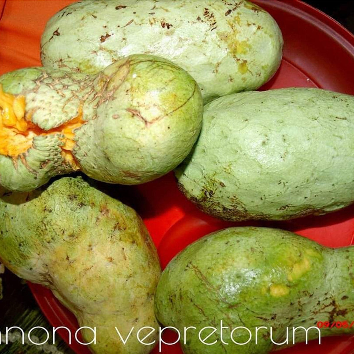 Araticum Fruit Plant (Annona vepretorum)