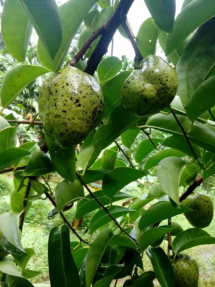 Pond apple fruit Plants (Annona Glabra)