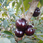 Jaboticaba Z4 fruit Plant