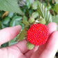 Atherton Raspberry Live Plant (Rubus probus )