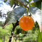 Pitanga laranja do Cerrado Fruit Plant (Eugenia aff. glandulosa)