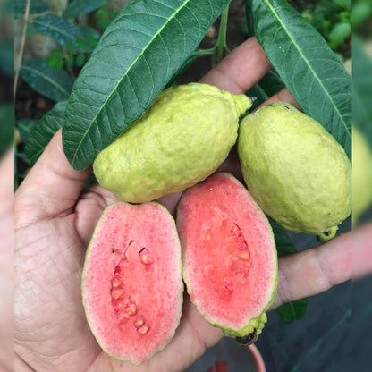 Narrow Leafed Guava Plant (Psidium striatulum)