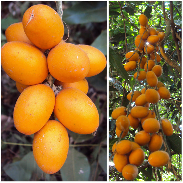 Ingudi Fruit Plant (Sarcostigma kleinii) – veliyathgardens