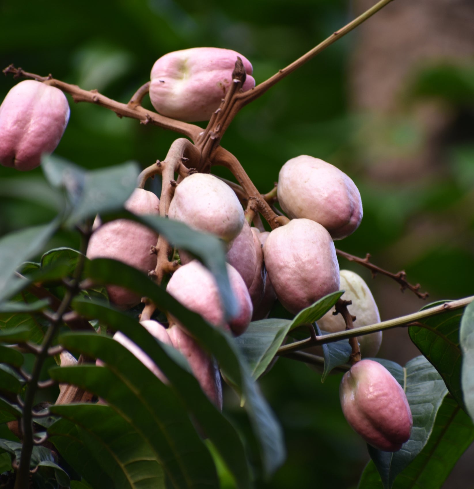 Safou Fruit Plant Dacryodes Edulis Veliyathgardens safou-fruit-plant-dacryodes-edulis-veliyathgardens