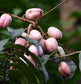 Safou Fruit Plant (Dacryodes Edulis)