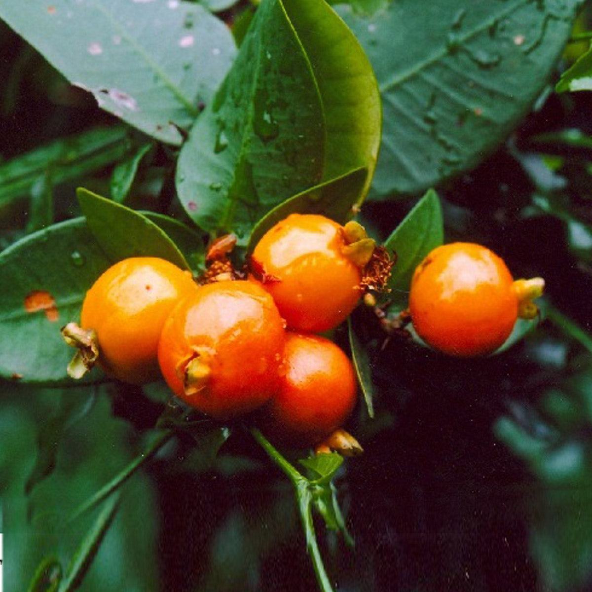 Jungle Guava Fruit Plant (Eugenia singampattiana)