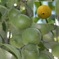 Garcinia assamica Fruit Plant