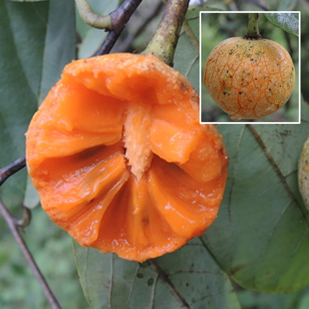 African Custard-Apple Fruit Plant (Annona Senegalensis)
