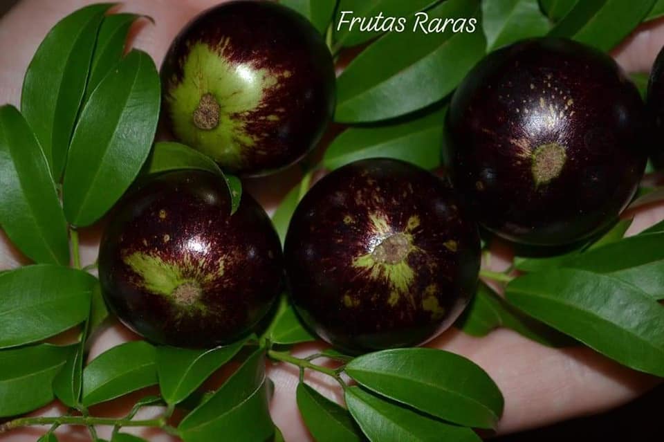 Jabuticaba rajada de Tatuí Fruit Plant (Plinia coronata)