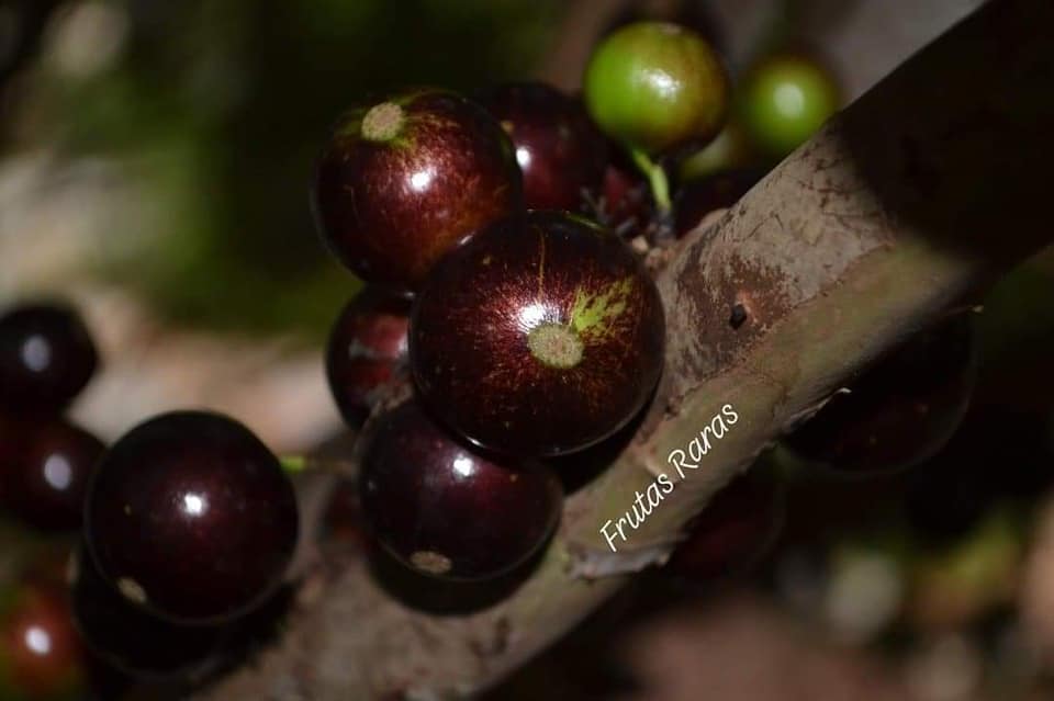 Jabuticaba Rajada de Tatuí Fruit Plant (Plinia coronata) – veliyathgardens
