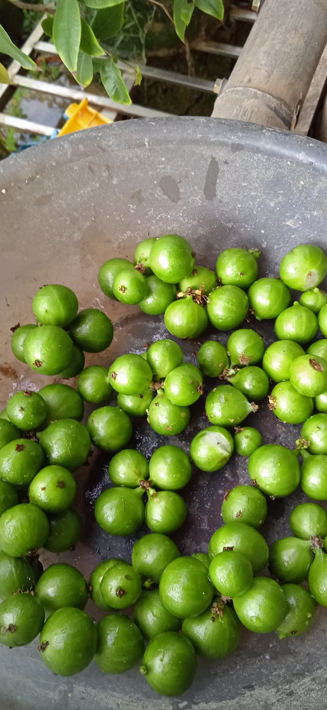 Cristal Green Fruit Plants