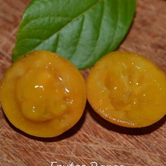Guabiroba-orange Fruit Plant (Campomanesia Xanthocarpa)