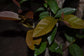 Guabiroba-orange Fruit Plant (Campomanesia Xanthocarpa)