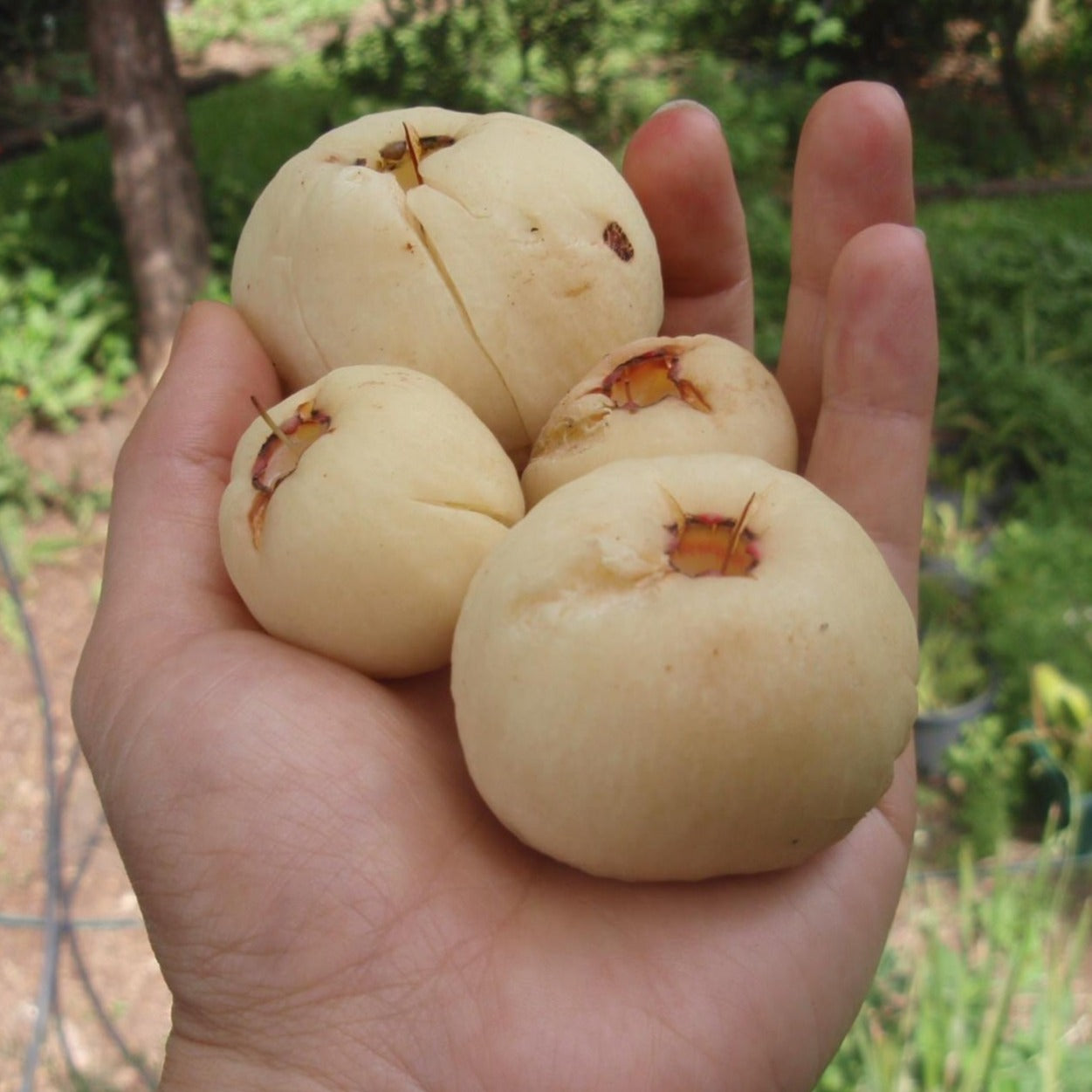 Spumarosa Pumarosa Tree