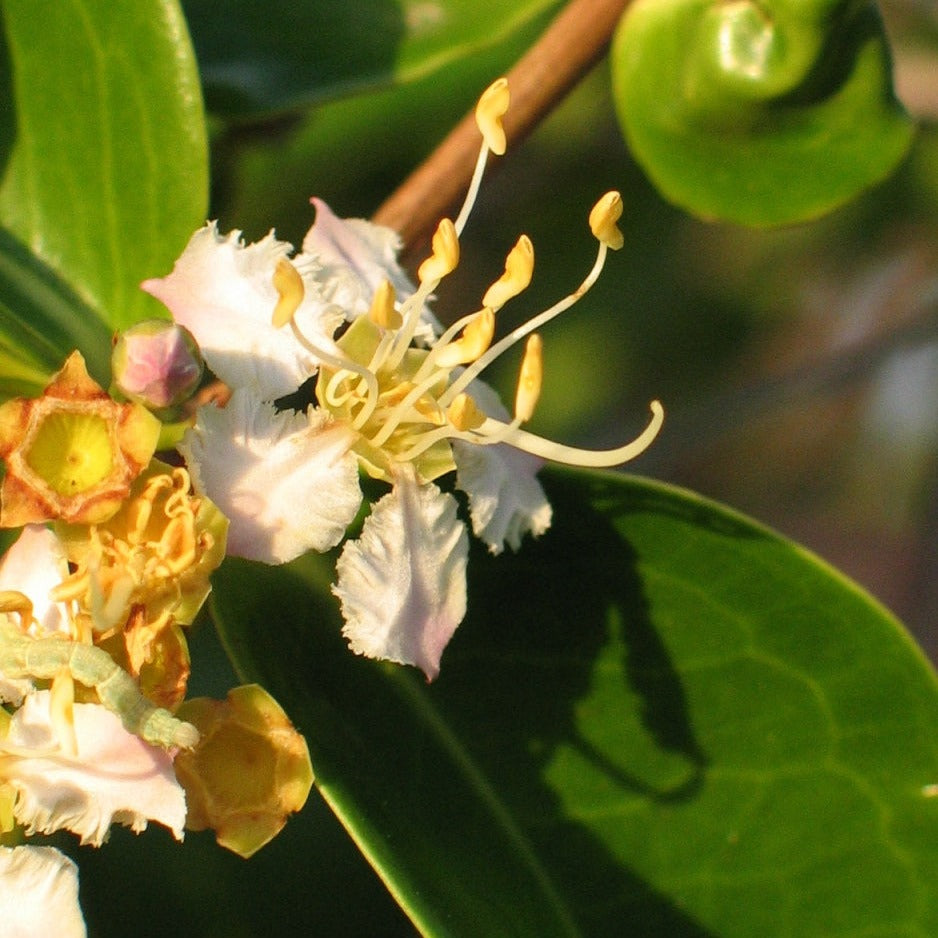 Muriri Fruit Plant (Mouriri guianensis )
