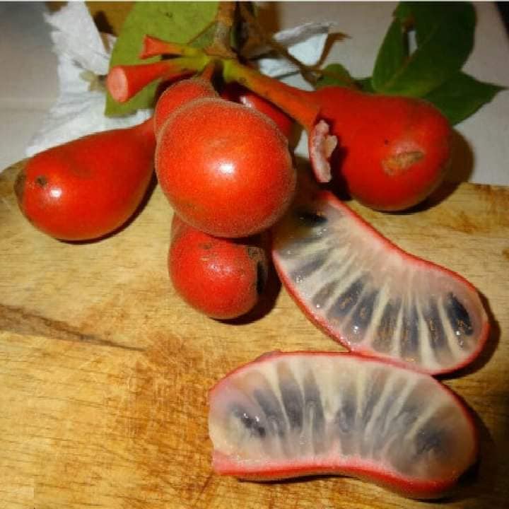 Dunal Fruit Live Plant (Uvaria Rufa) – veliyathgardens
