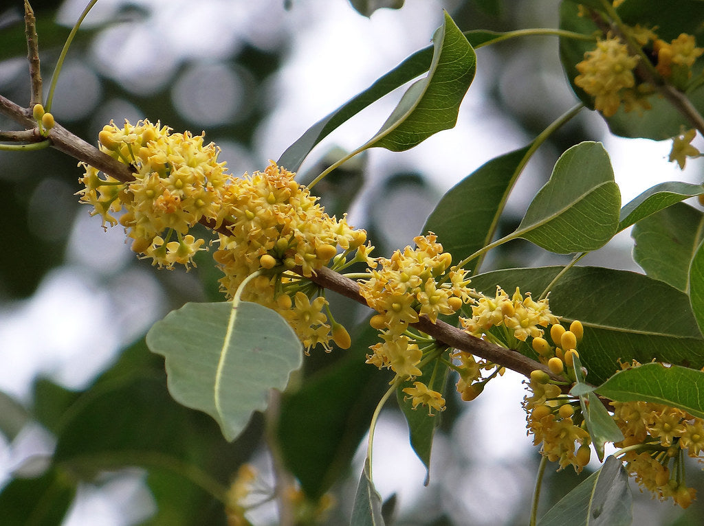 Yellow Mastic (Sideroxylon foetidissimum)