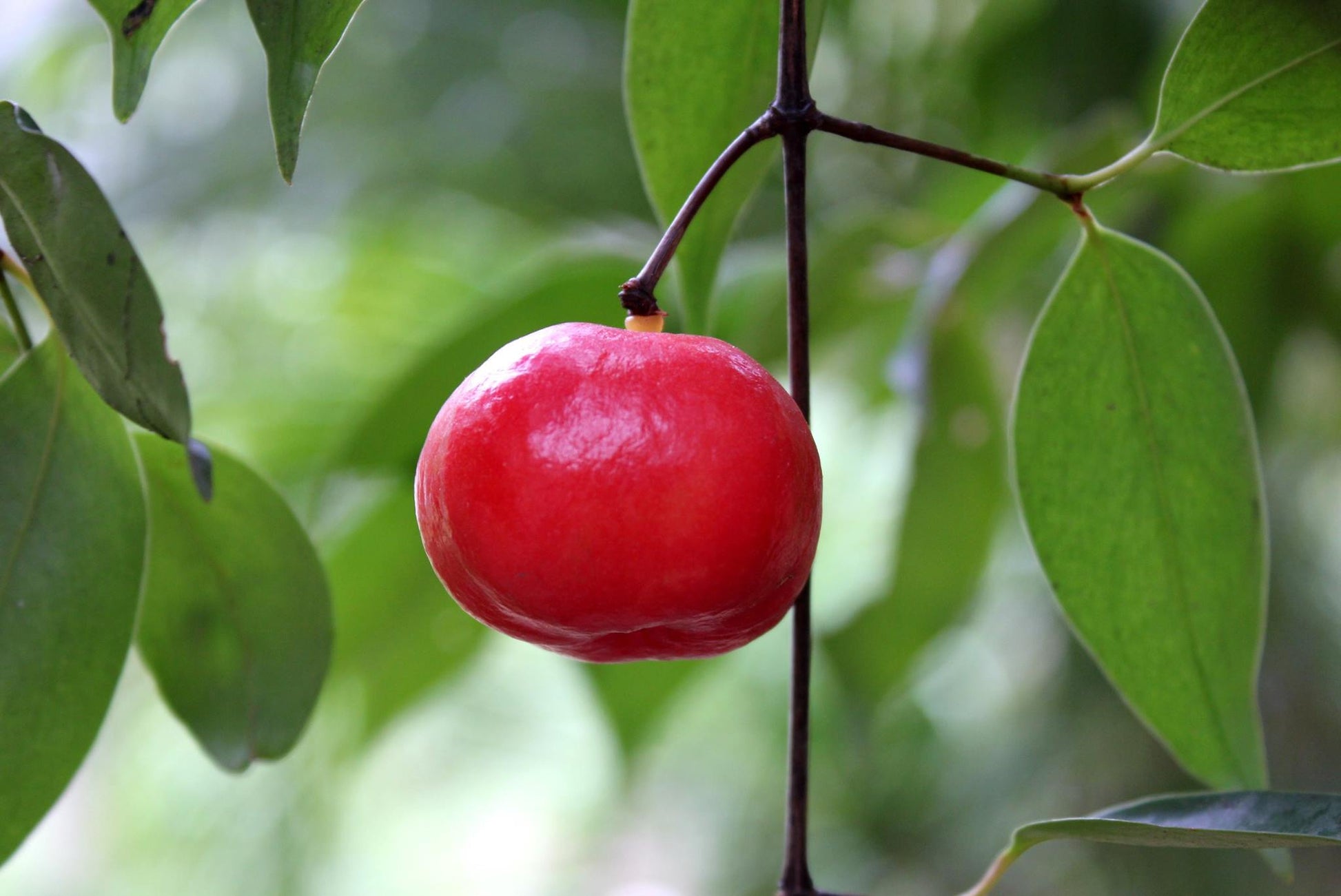 Lanceleaf Garcinia Live Plant (Garcinia gracilis) – veliyathgardens