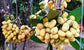 Sampouch Fruit Plant