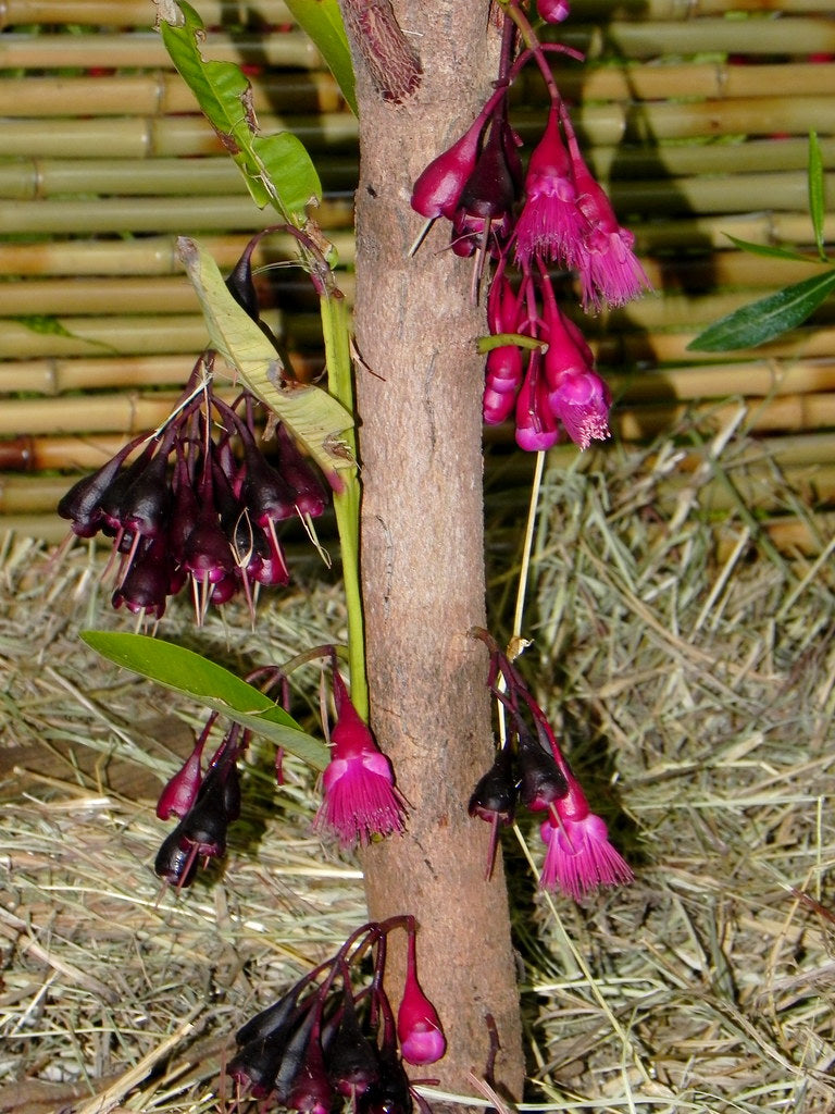 Syzygium longifolium Fruit Plant