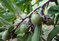 Jackalberry Live Plant (Diospyros mespiliformis)