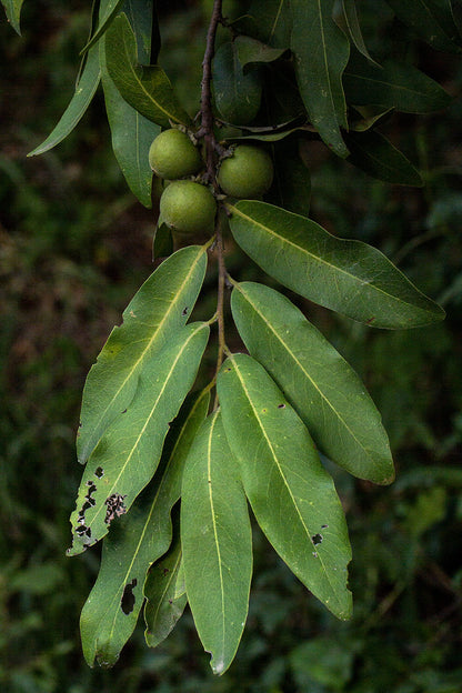 Jackalberry Live Plant (Diospyros mespiliformis)