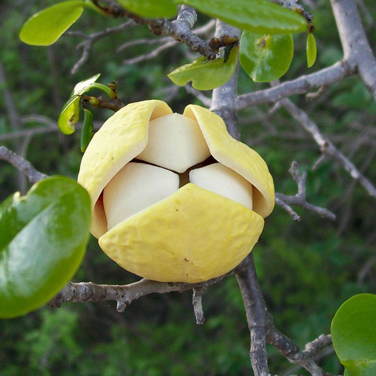 Araticum Fruit Plant (Annona vepretorum)