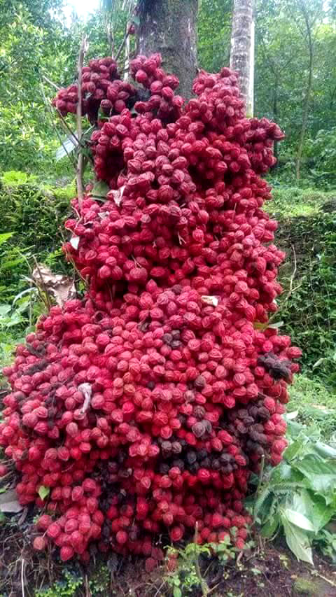 Mooty Fruit Plant (Baccaurea Courtallensis)