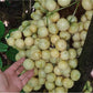 Lempaung Fruit Plant (Baccaurea lanceolata)