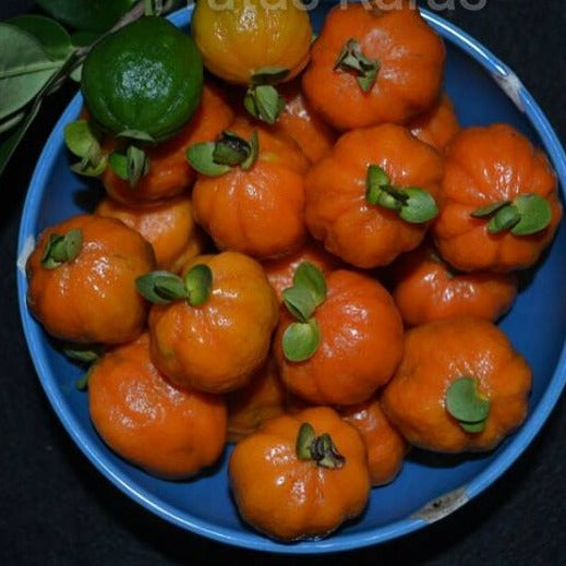 Pitangao Fruit Plant (Eugenia speciosa)