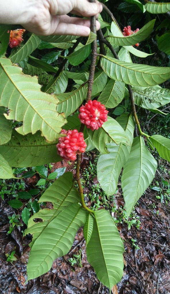 Perebea Guianensis Fruit Plant